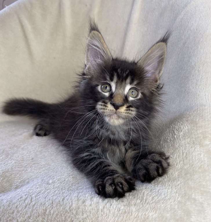 Кошки в Дмитрове: Черный мраморный мальчик мейн кун Мальчик, 40 000 руб. - фото 5
