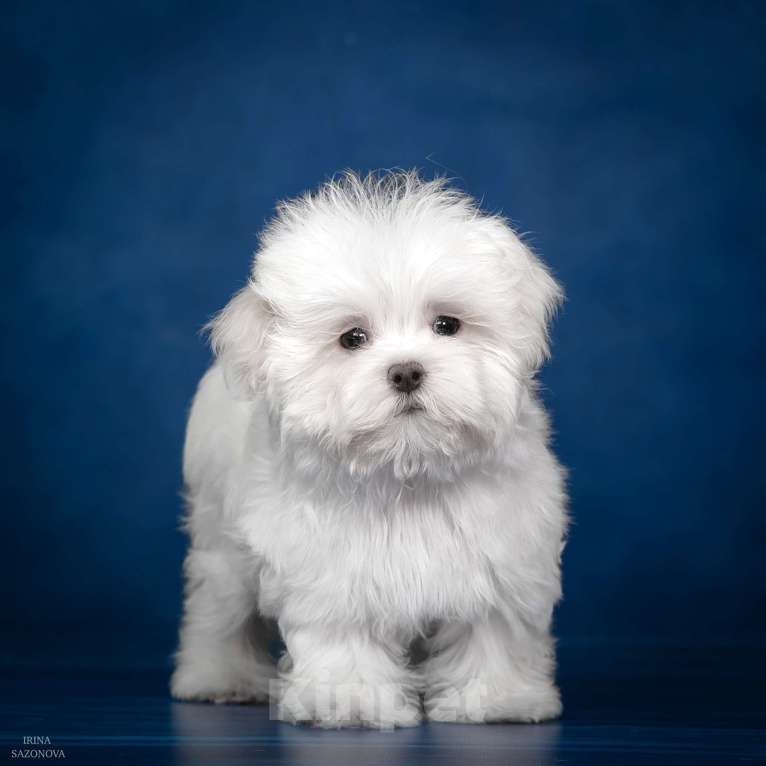 Собаки в Раменском: Ирвин Мальчик, 50 000 руб. - фото 1