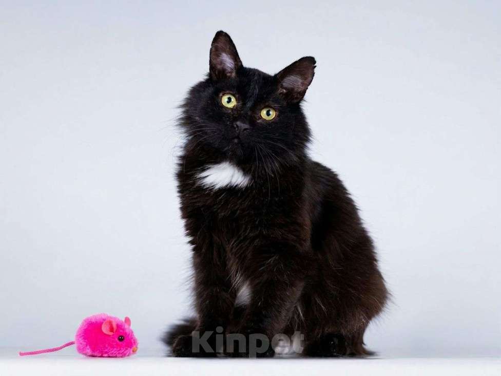 Кошки в Москве: Маленький ласковый черный котик Лестер Мальчик, Бесплатно - фото 1