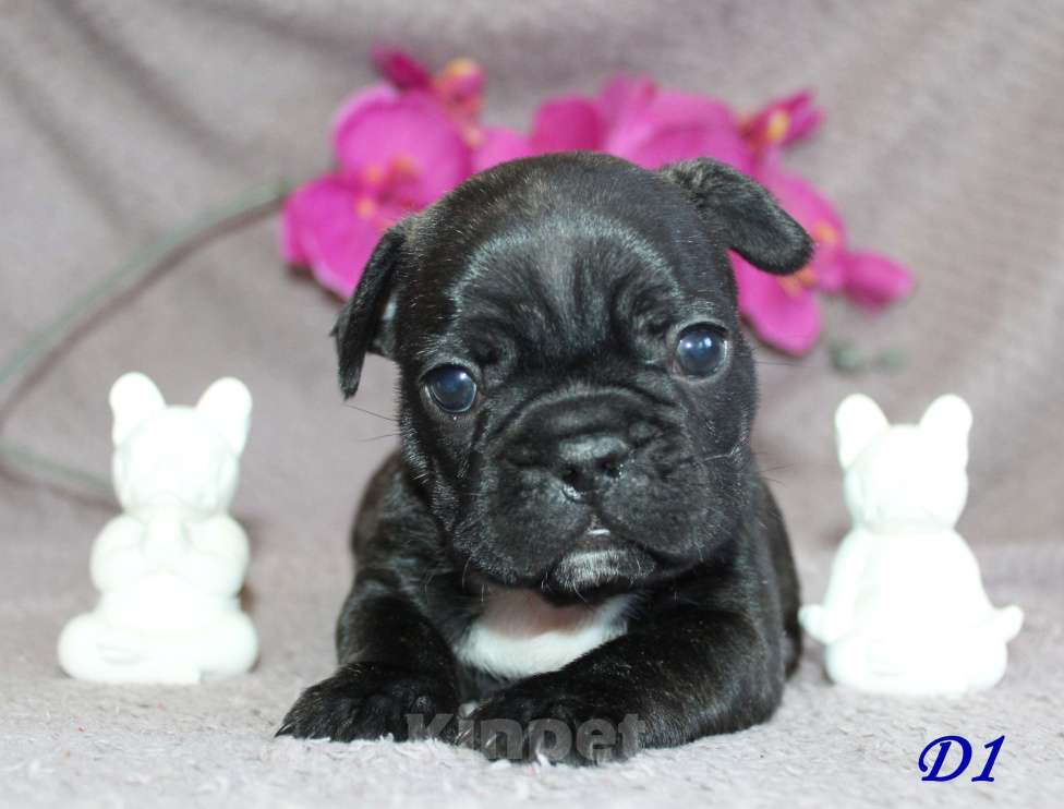 Собаки в Брянске: Французский бульдог щенки Мальчик, 30 000 руб. - фото 6