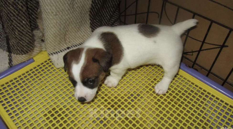 Собаки в Севастополе: Девочки и мальчики Девочка, 30 000 руб. - фото 5