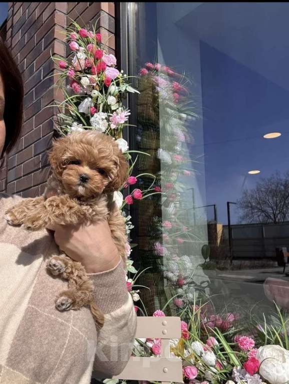 Собаки в Москве: Мальтипу Мальчик, 160 руб. - фото 6