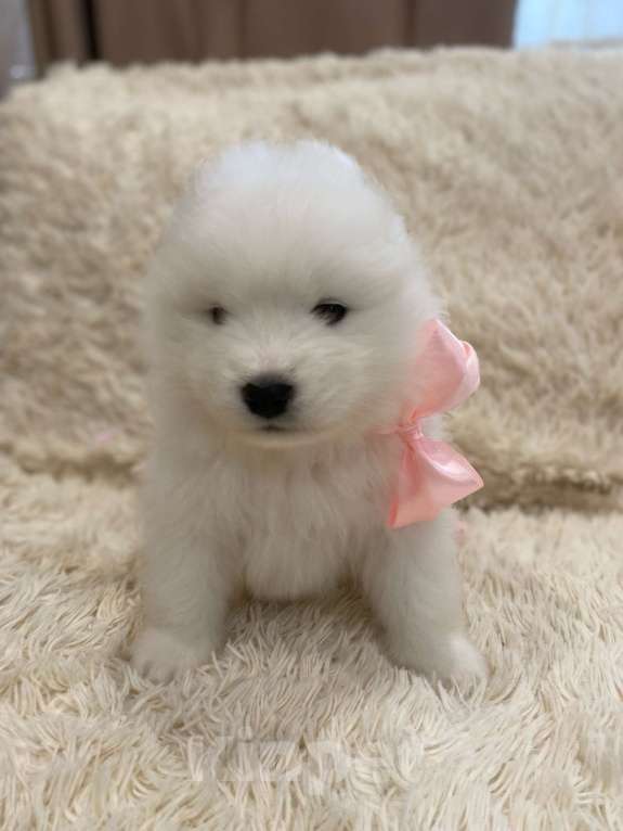 Собаки в Кирове: Самоедская собака, щенок Девочка, 40 000 руб. - фото 1