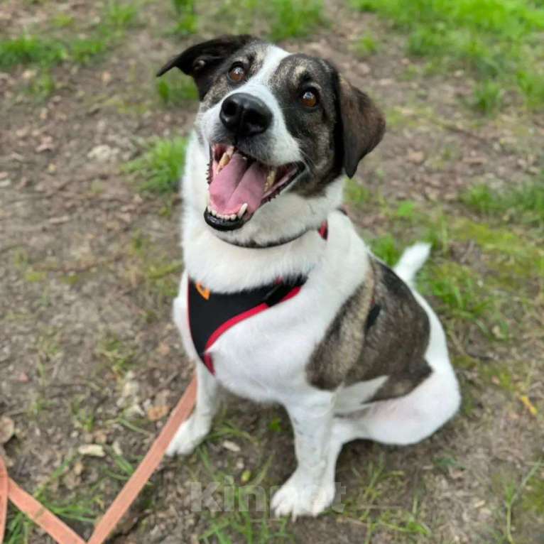 Собаки в Москве: Три года в клетке без откликов Девочка, Бесплатно - фото 2