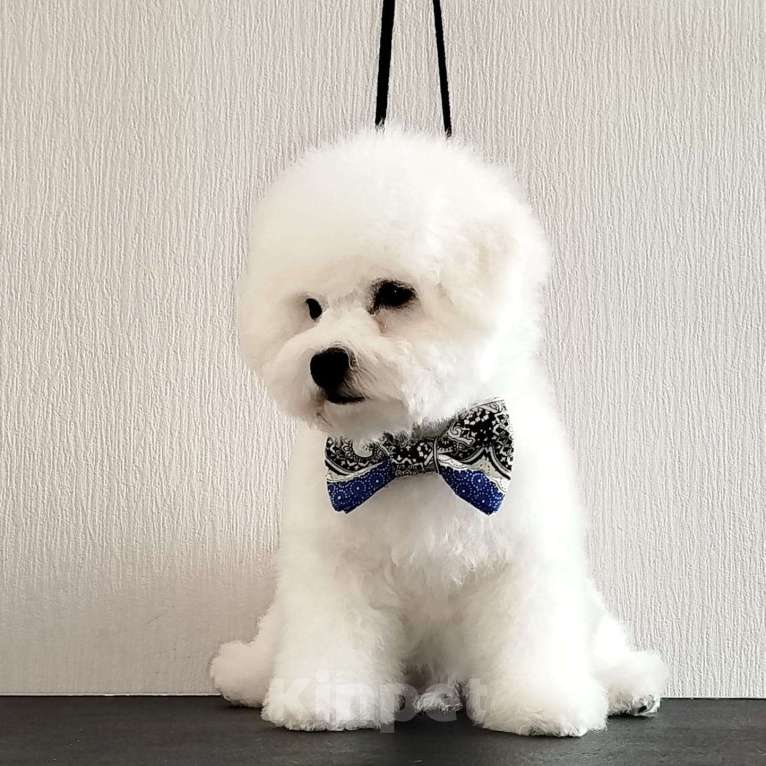 Собаки в Москве: Бишон фризе мальчик Мальчик, 100 000 руб. - фото 3