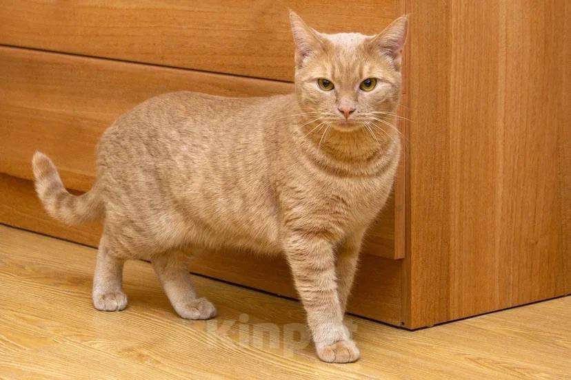 Кошки в Москве: Меня зовут Пегас! Мальчик, Бесплатно - фото 4