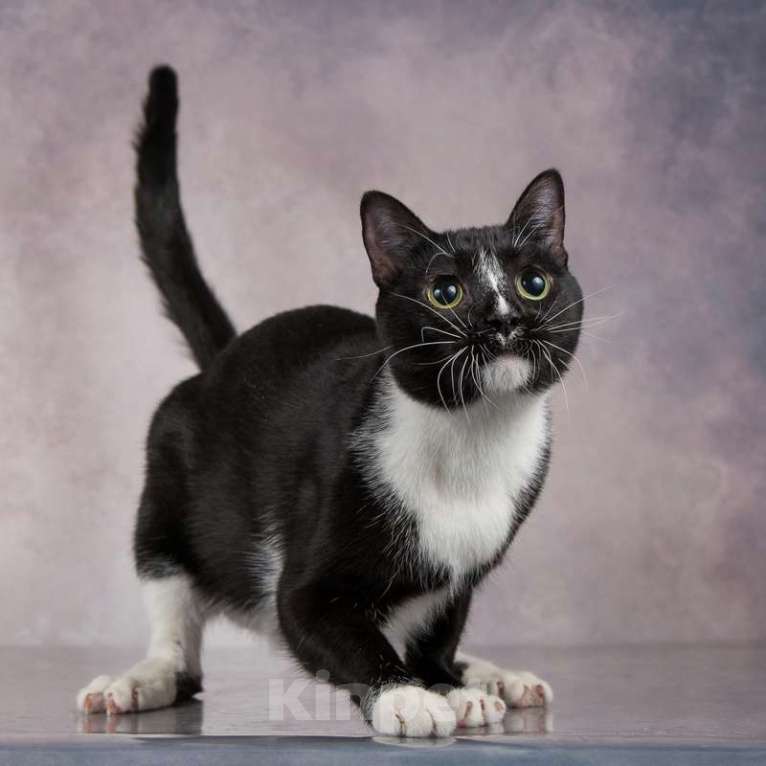 Кошки в Москве: Смышленый, ласковый молодой котик Ося ищет семью Мальчик, Бесплатно - фото 3