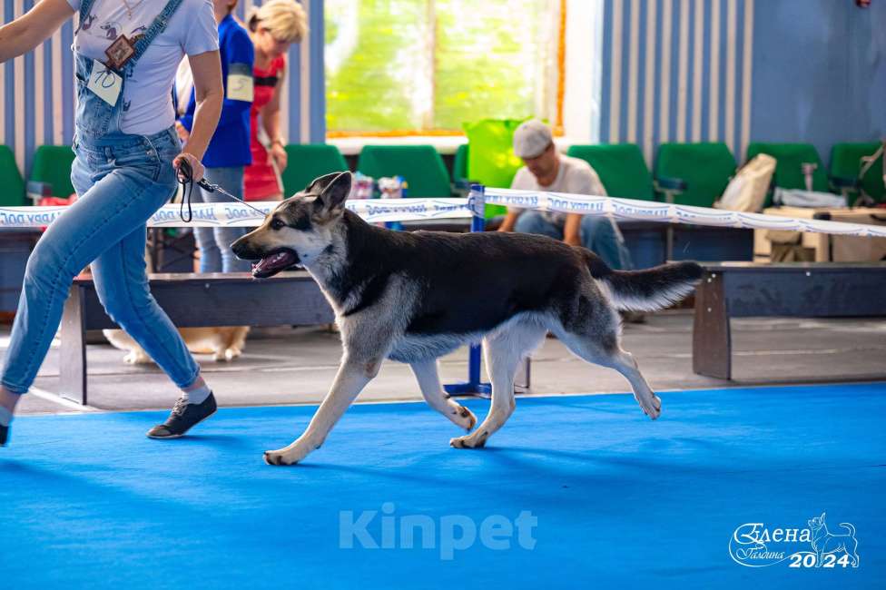 Собаки в Красноярске: Щенок ВЕО Наоми Энджел Девочка, 50 000 руб. - фото 6