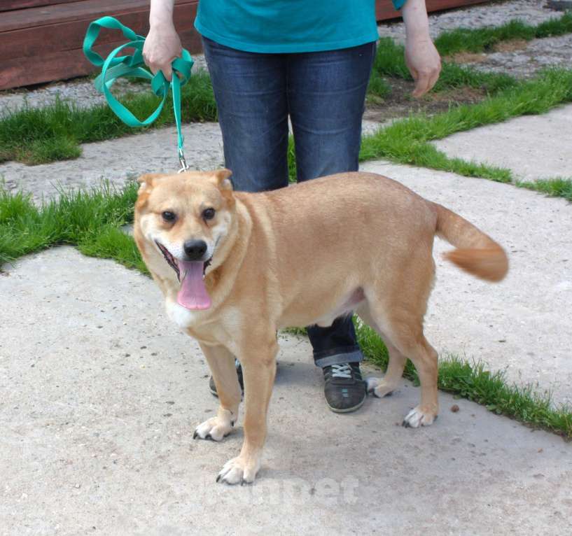Собаки в Москве:  Рыжик ищет своих людей - ШАНС на дом Мальчик, Бесплатно - фото 8