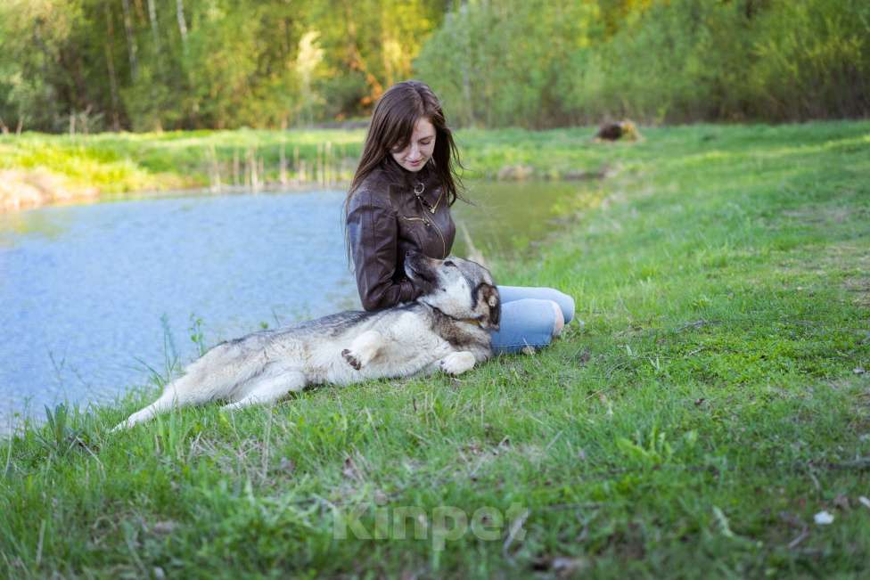 Собаки в Москве: Соня - Самая преданная собака для своего человека Девочка, Бесплатно - фото 9