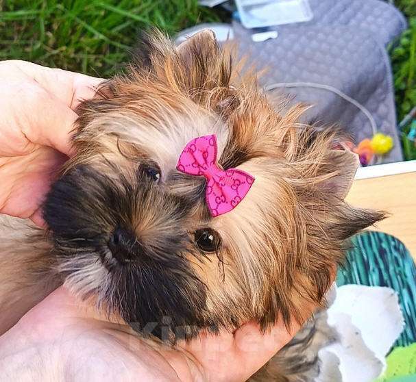 Собаки в Москве:  Девочка-русалочка (русская салонная собака) Девочка, 80 000 руб. - фото 2