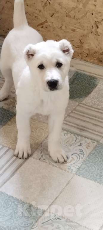 Собаки в Перми: Щенки САО  Мальчик, Бесплатно - фото 3