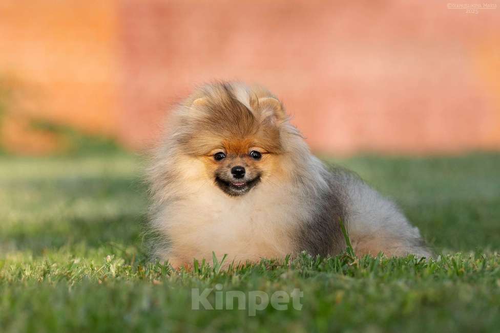 Собаки в Москве: Шпиц померанский с подарками Девочка, 70 000 руб. - фото 2