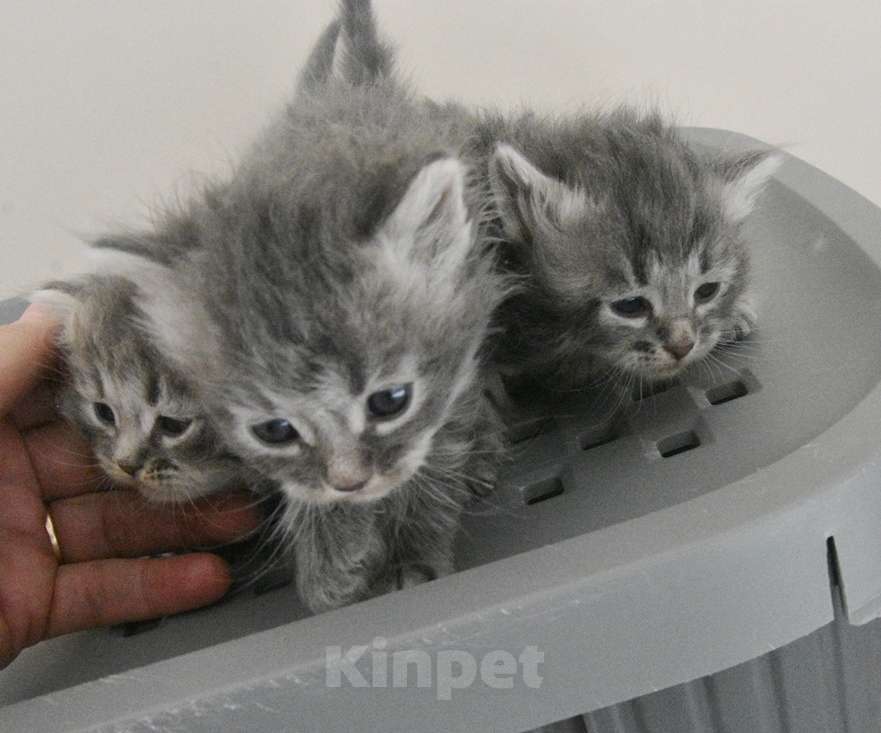 Кошки в Москве: Сибирские голубые кошечки Девочка, Бесплатно - фото 4