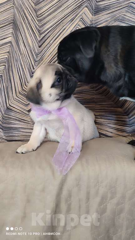 Собаки в Санкт-Петербурге: Девочка бежевач Девочка, 50 000 руб. - фото 3