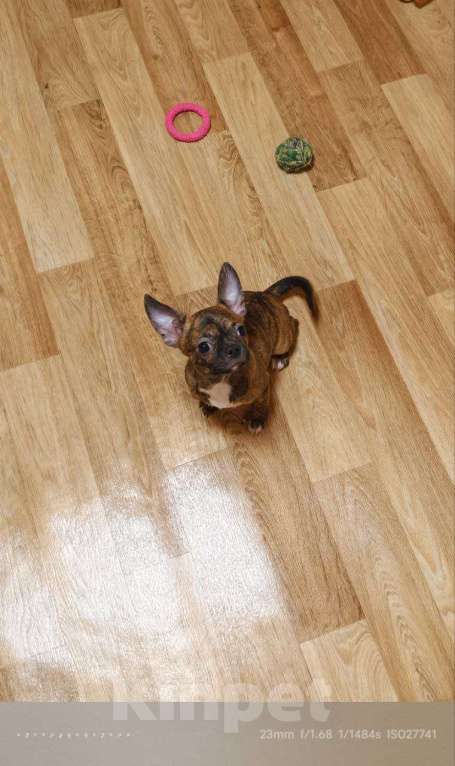 Собаки в Москве: Мальчик чихуахуа бейби фейс Мальчик, 20 000 руб. - фото 4