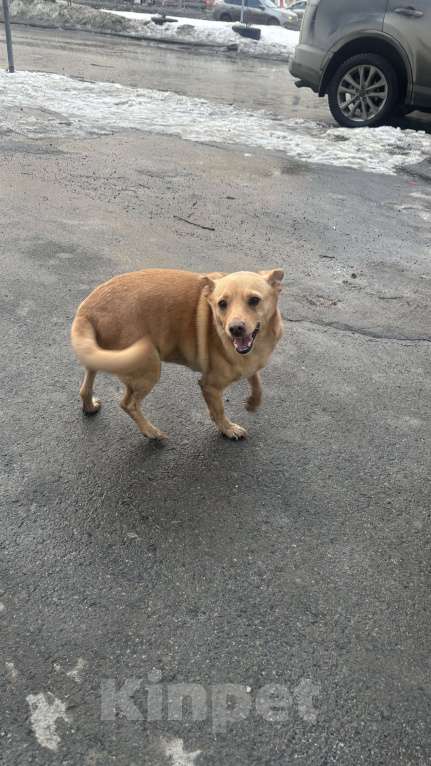 Собаки в Екатеринбурге: Нашла собаку, ищу хозяина Мальчик, Бесплатно - фото 1