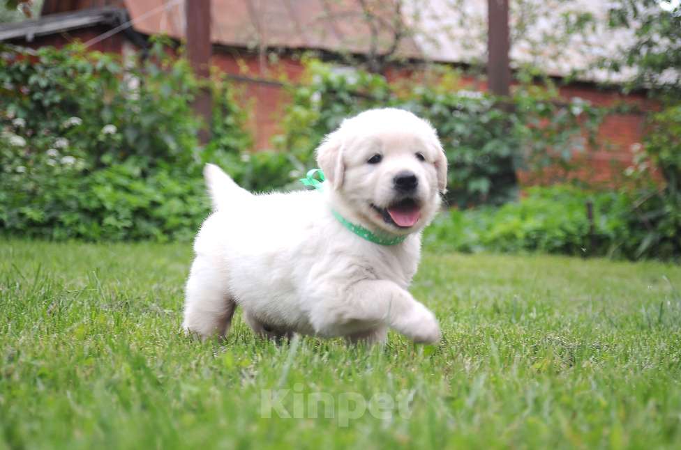 Собаки в Москве: Мальчик золотистого ретривера.  Мальчик, 80 000 руб. - фото 7