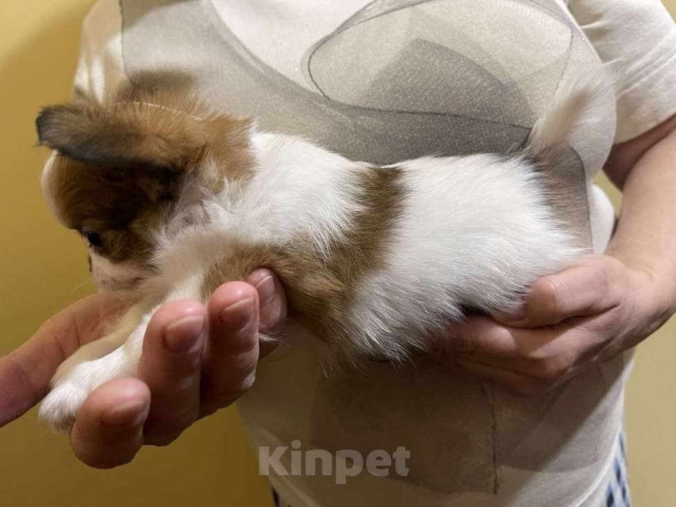 Собаки в других городах Московской области: Перспективный щенок чихуахуа Мальчик, 90 000 руб. - фото 3