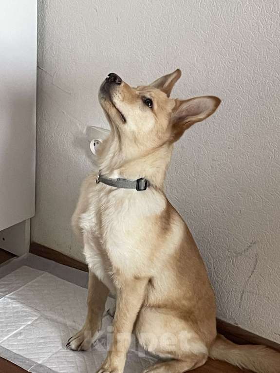 Собаки в Кудрово: В добрые руки, замечательный мальчик!!!  Мальчик, Бесплатно - фото 2