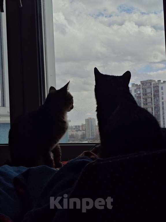 Кошки в Санкт-Петербурге: Срочно!!! Отдам в Добрые руки!!! Девочка, Бесплатно - фото 5