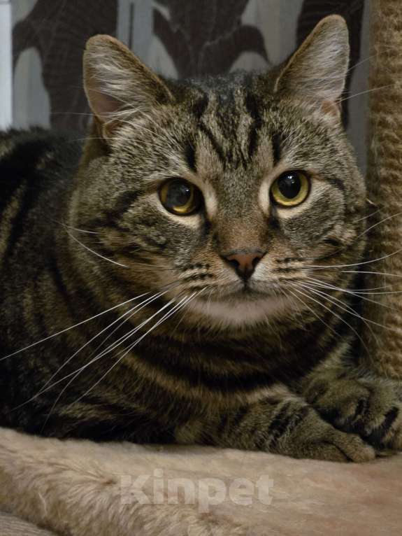 Кошки в Москве: Нежный котик Кузя в добрые руки  Мальчик, Бесплатно - фото 10