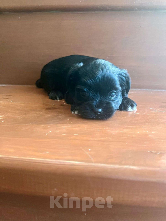 Собаки в Калуге: Продам щеночков! Мальчик, 15 000 руб. - фото 4