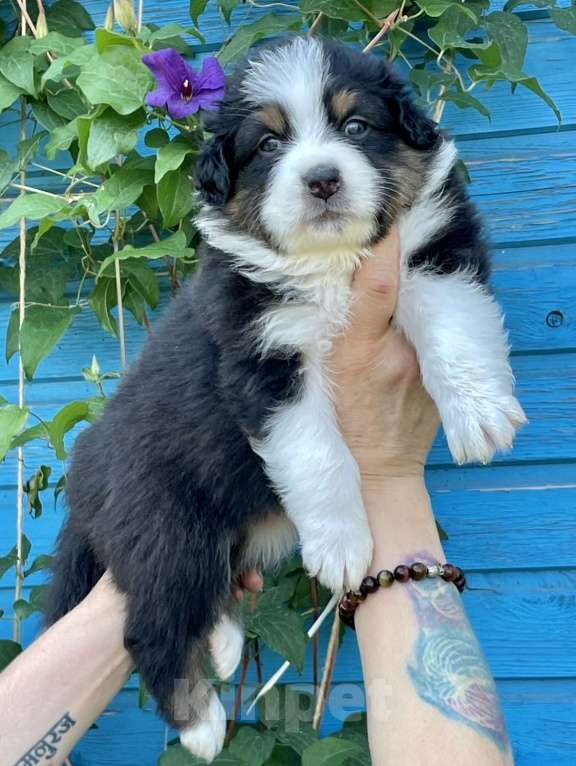Собаки в Санкт-Петербурге: Щенки Аусси (Австралийская овчарка) Мальчик, Бесплатно - фото 7