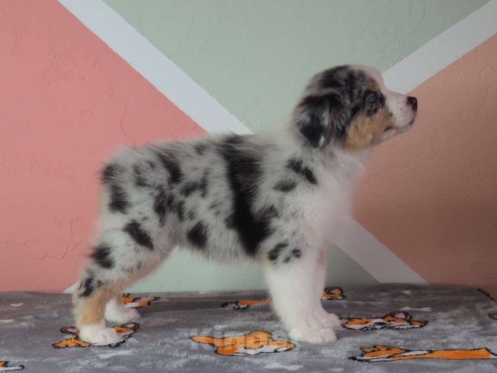 Собаки в Липецке: Австралийская овчарка Девочка, 130 000 руб. - фото 8