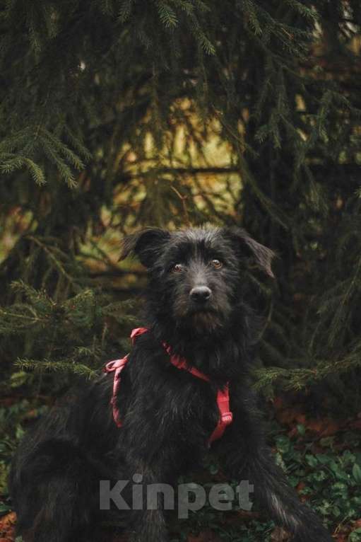 Собаки в Москве: Бородатик Соня ищет дом Девочка, 1 руб. - фото 2