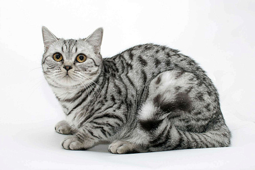 Объявление: Очень добрый ,ласковый кот  Семён , 1 000 руб., Пласт