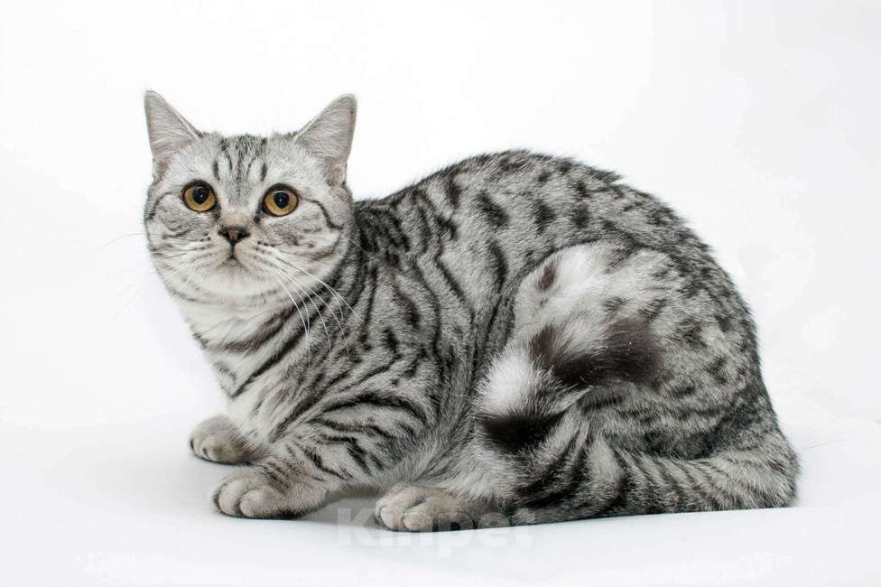 Кошки в Пласте: Очень добрый ,ласковый кот  Семён  Мальчик, 1 000 руб. - фото 1
