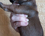 Собаки в Стерлитамаке: Французский бульдог щенки Девочка, 25 000 руб. - фото 2
