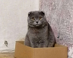 Кошки в Усинске: Вязка шотландский вислоухий кот, 1 000 руб. - фото 2