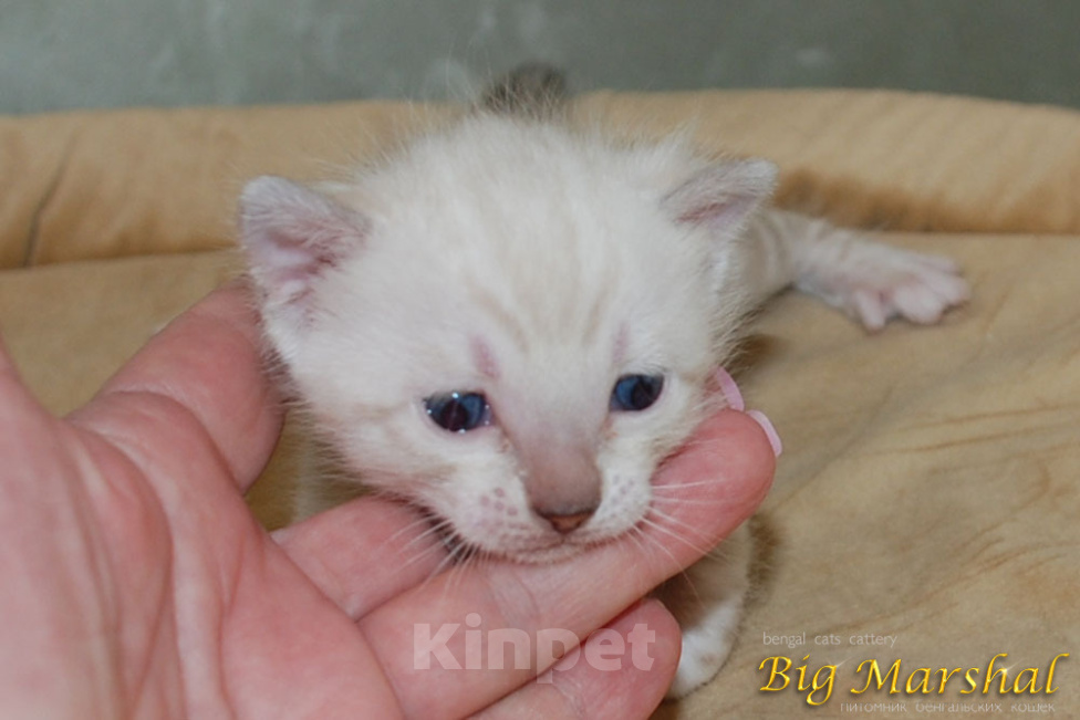 Кошки в Москве: Бенгальская кошечка. Девочка, 80 000 руб. - фото 2