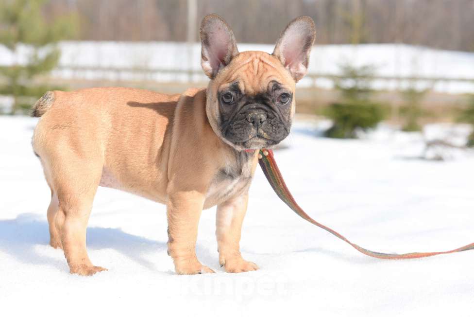 Собаки в Москве: Девочка Девочка, 50 000 руб. - фото 6