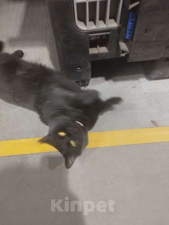 Кошки в Подольске: Кота в добрые руки Мальчик, Бесплатно - фото 6