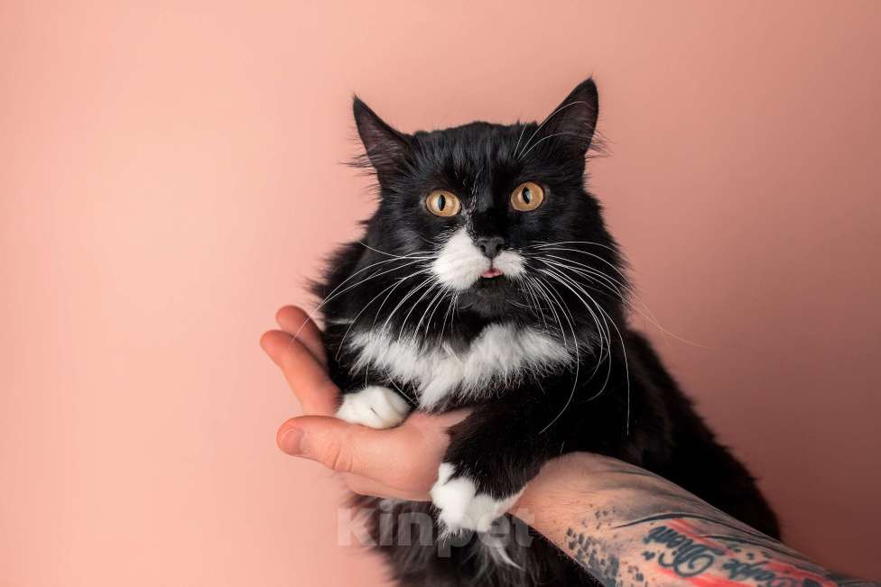 Кошки в Москве: Сногсшибательная красавица Матильда в дар Девочка, Бесплатно - фото 7