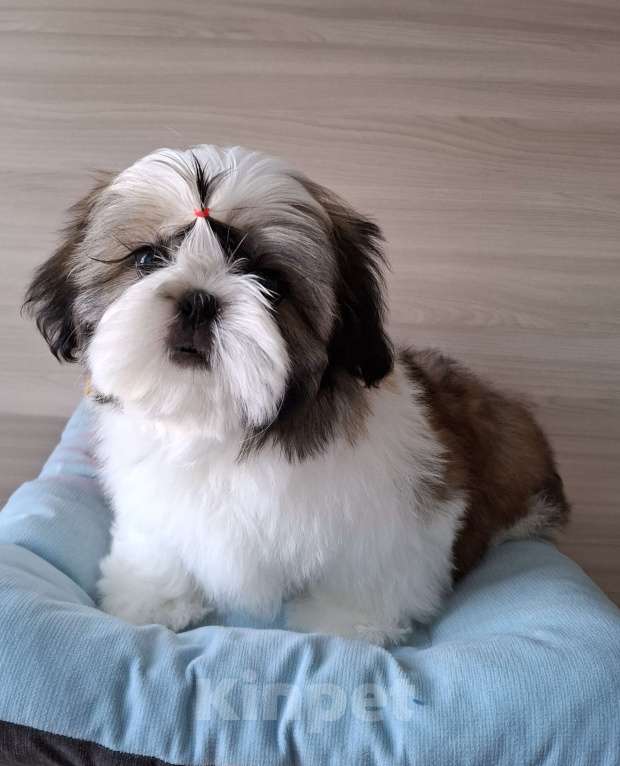 Собаки в Новороссийске: Щенки ши-тцу Мальчик, Бесплатно - фото 2