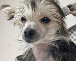 Собаки в Одинцово: Щенок китайской хохлатой собаки Девочка, 40 000 руб. - фото 7