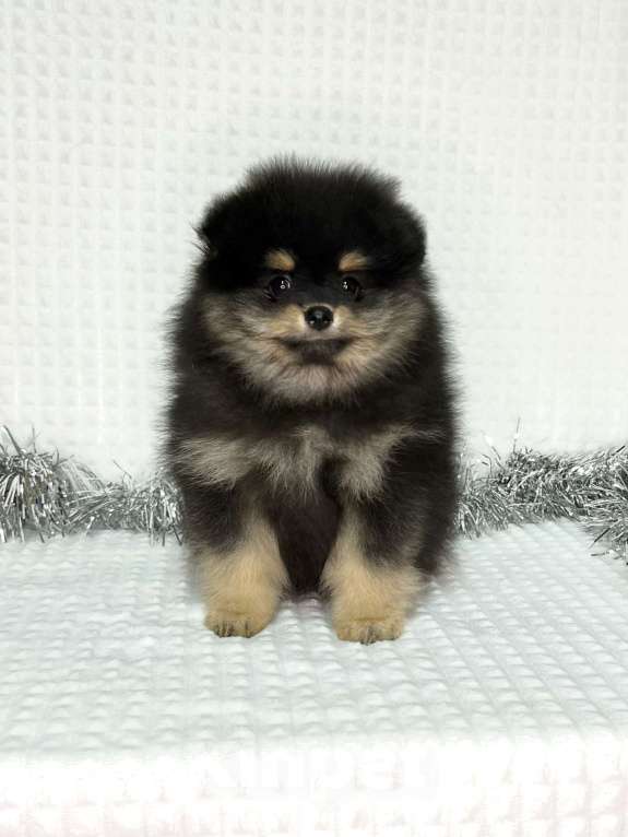 Собаки в Туле: Мальчик черно-подпалый щенок  Мальчик, 35 000 руб. - фото 3