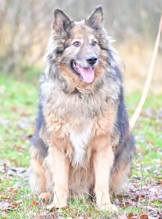 Собаки в Солнечногорске: Метис длинношёрстной овчарки в дар Мальчик, Бесплатно - фото 5