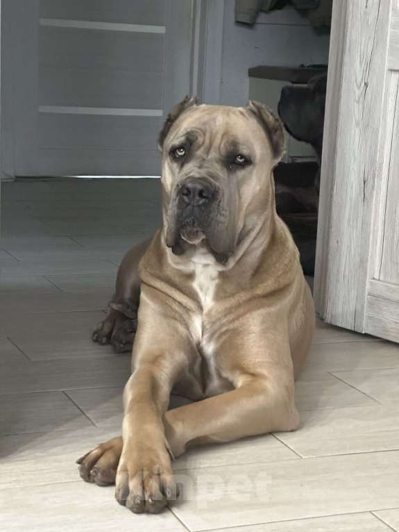 Собаки в Краснодаре: Щенки Кане корсо  Девочка, 60 000 руб. - фото 1