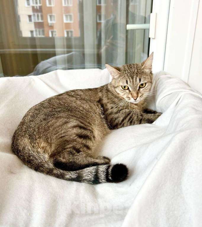 Кошки в Москве: Необыкновенно яркий котик Шелдон в добрые руки  Мальчик, Бесплатно - фото 6