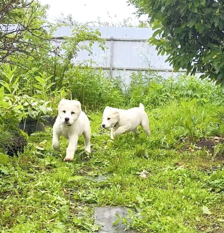 Собаки в Великом Новгороде: Щенки САО Алабай Девочка, 45 000 руб. - фото 5