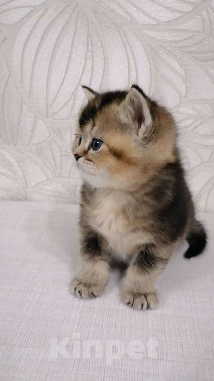 Кошки в Чебоксарах: Шотландский прямоухий котёнок Мальчик, 18 000 руб. - фото 3