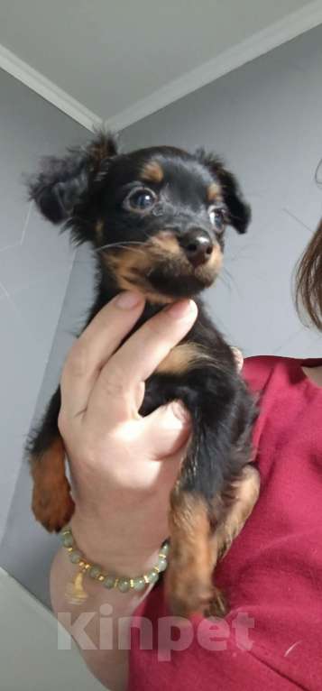 Собаки в Великом Новгороде: Русский той длинношёрстный Мальчик, 30 000 руб. - фото 1