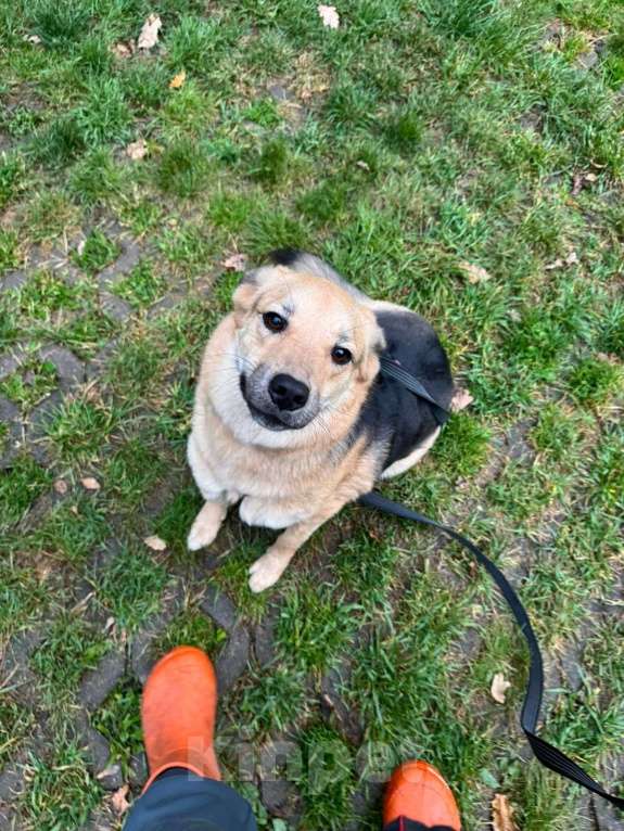 Собаки в Москве: Ищет дом неженка Плюша Девочка, Бесплатно - фото 3