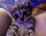 Кошки в Санкт-Петербурге: Котенок (девочка) 1.5м в добрые руки! Девочка, Бесплатно - фото 1