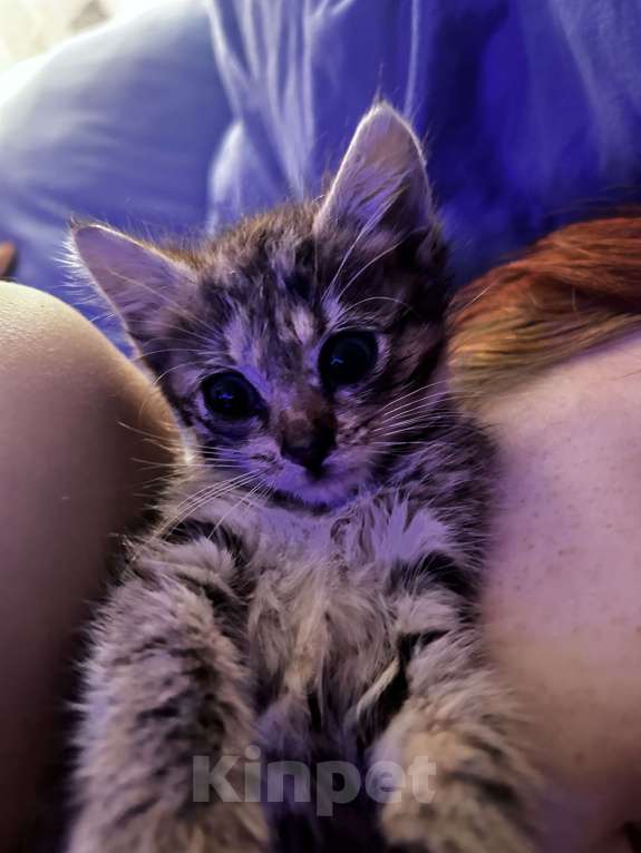 Кошки в Санкт-Петербурге: Котенок (девочка) 1.5м в добрые руки! Девочка, Бесплатно - фото 1